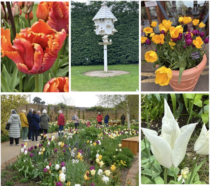 BURNBY GARDENS TULIP FESTIVAL