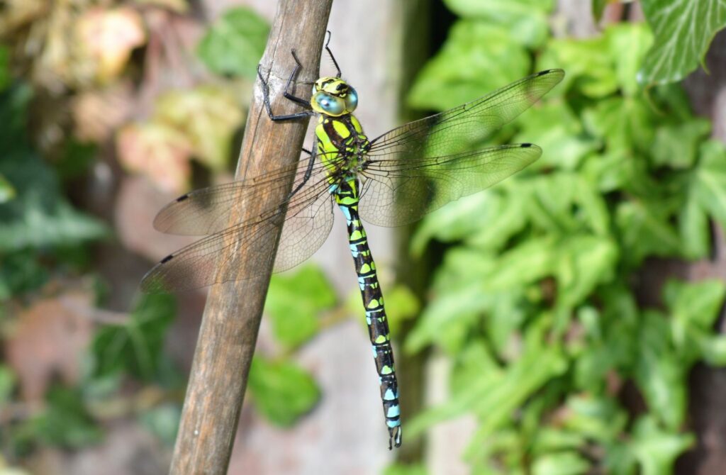 Dragonfly